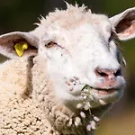 Am Biel * Зас-Фе