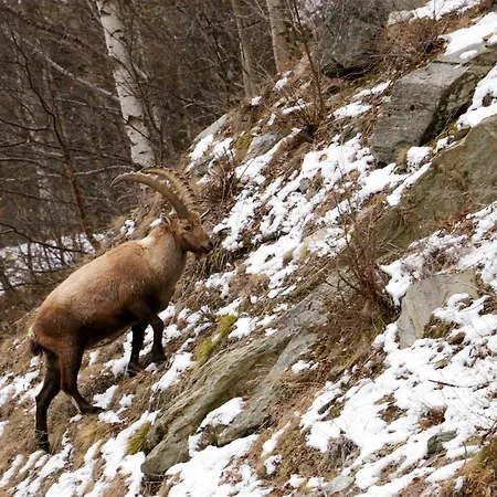 Am Biel Apartmán Saas Fee